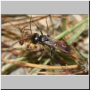 Caliadurgus fasciatellus - Wegwespe w01e 6mm mit Spinne - Sandgrube Niedringhaussee-det.jpg